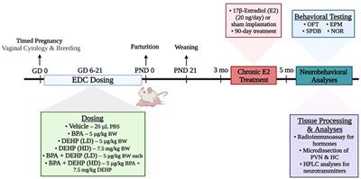 Prenatal bisphenol A and/or diethylhexyl phthalate exposure followed by adult estradiol treatment affects behavior and brain monoamines in female rat offspring